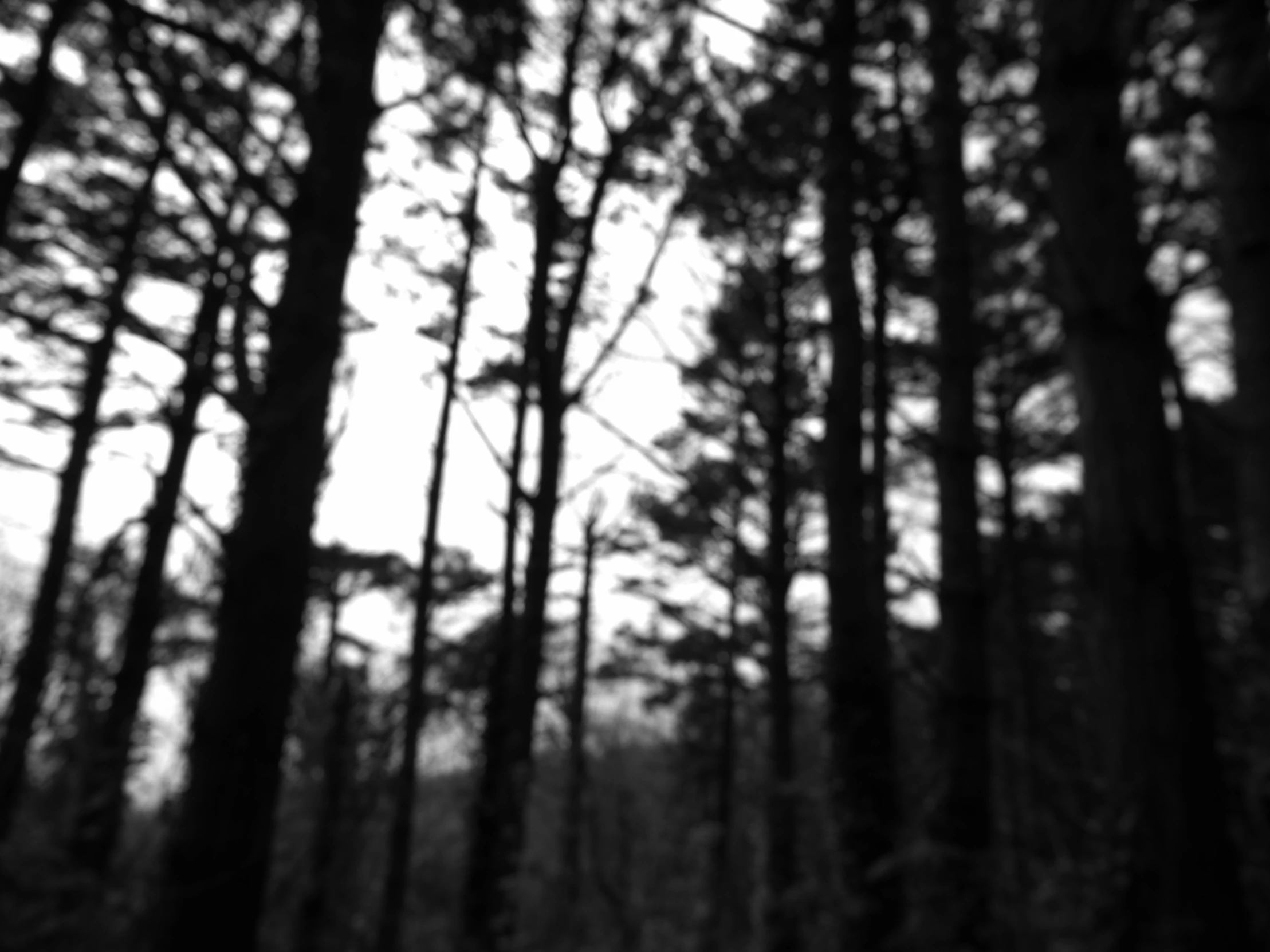 trees and bushes under the sky in a forest