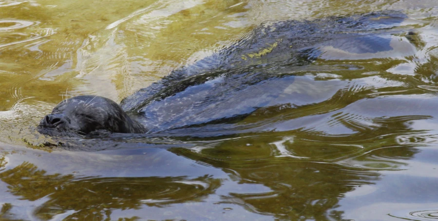 a grey animal floating in some deep brown water