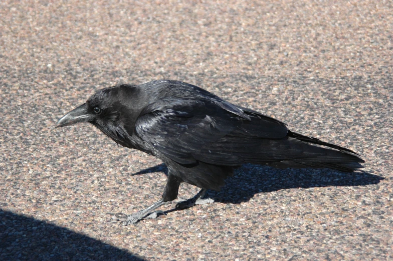 a black bird sitting on the ground in the middle of the day