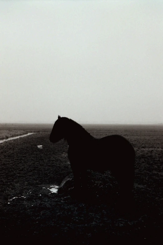 a horse walks across a grassy and cloudy beach