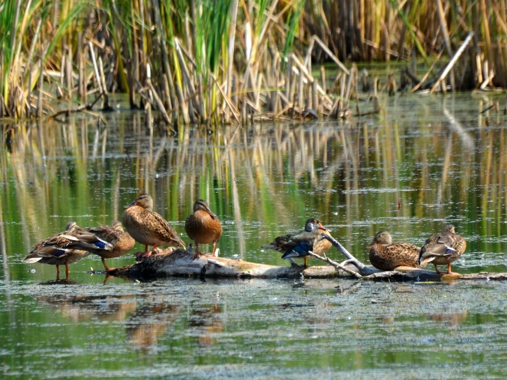 several ducks gathered on top of a log in the water