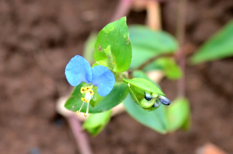 a blue flower with yellow and black centers