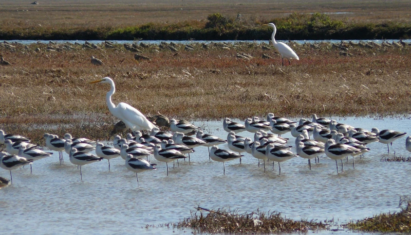 several birds walking and standing in a muddy area