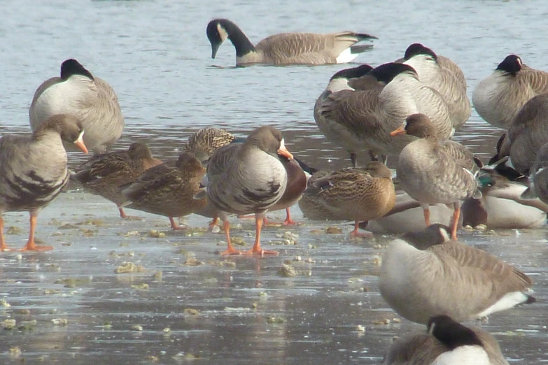 ducks and geese are standing together near the water