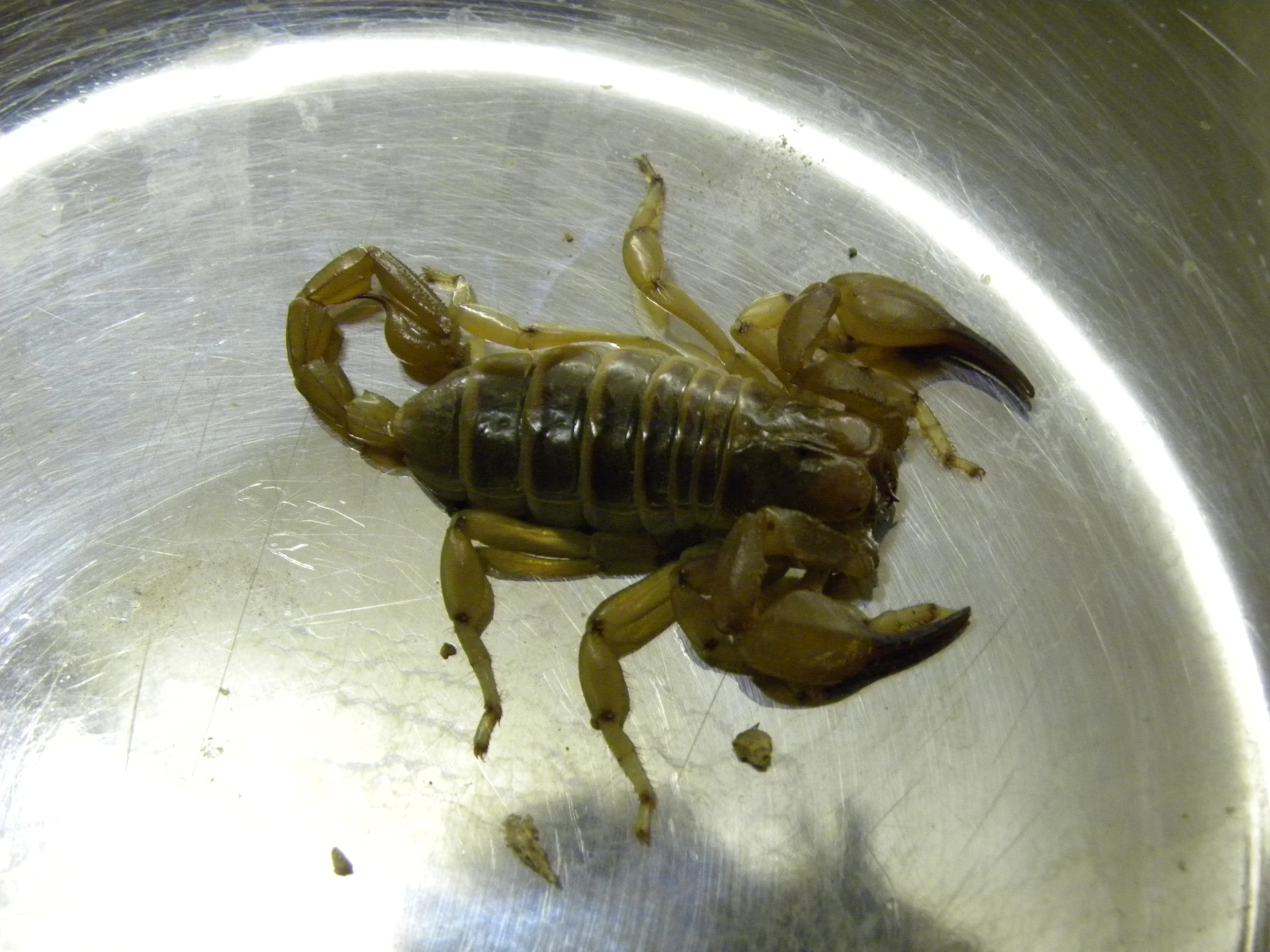 a scorpion that is in a silver bowl