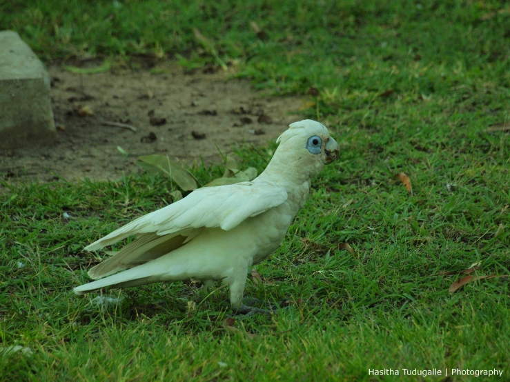 a white bird sitting in the grass near a tombstone