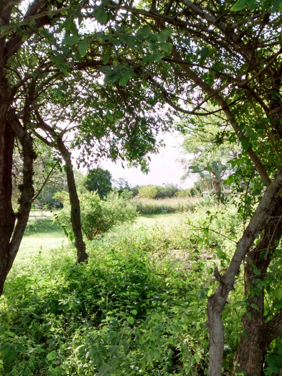 an outdoor fire hydrant is next to several trees