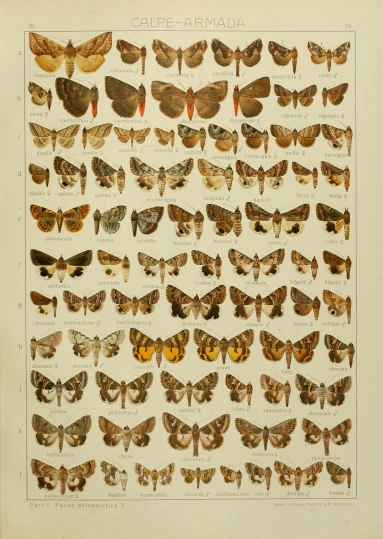 moths of america by anonymous manufacturers, from the natural history of the united states of america