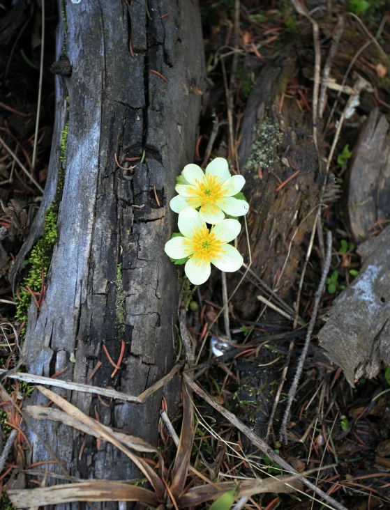 three white flowers are growing from a  in a tree trunk