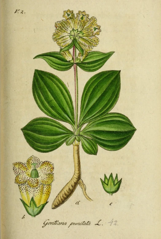 an illustration of the parts of a flower and a plant