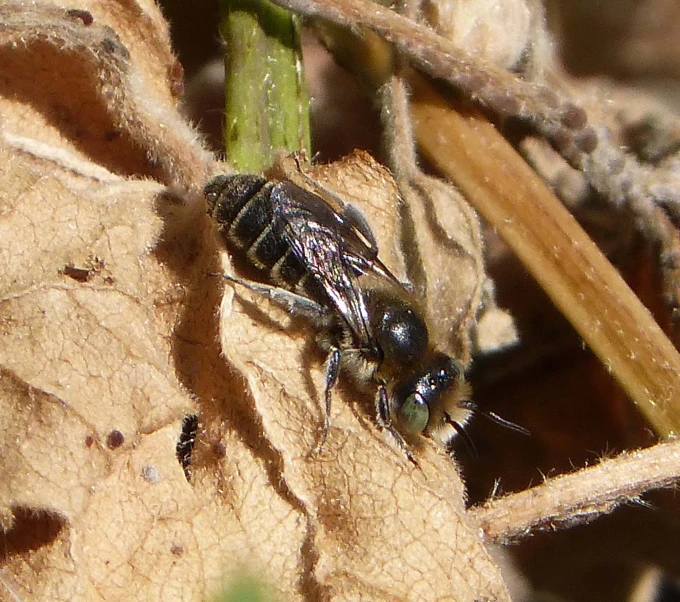 the bug has landed on the end of the leaf