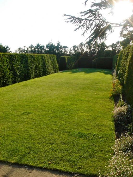 an image of a large grassy yard with trees