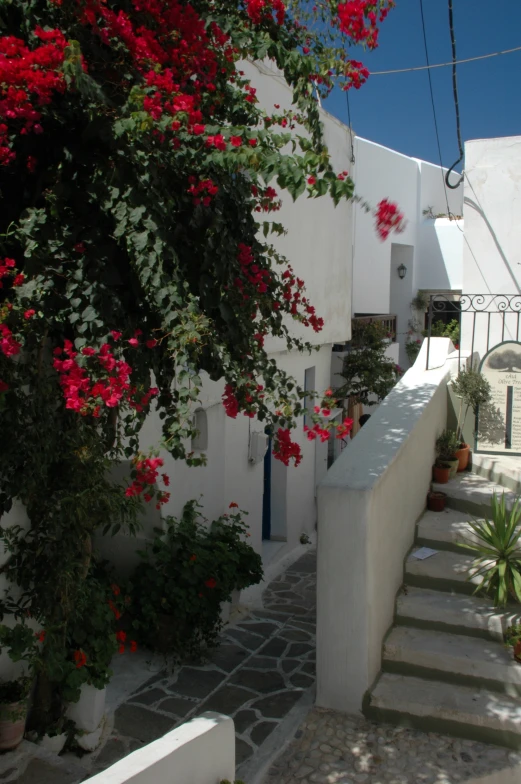 the white houses have flowers on the side of the street