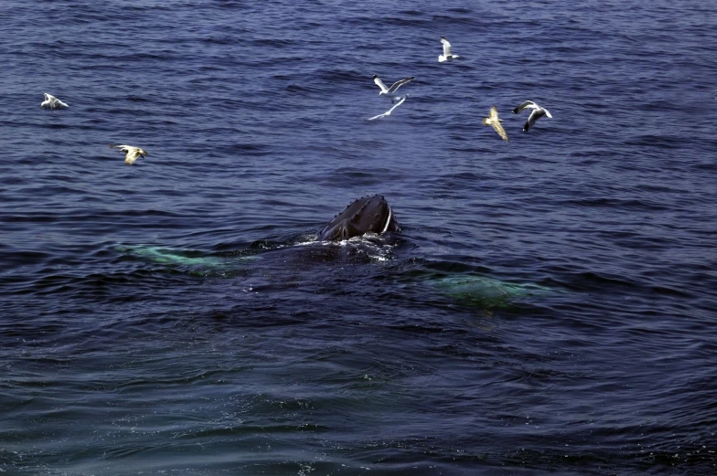 a whale is surrounded by seagulls and gulls