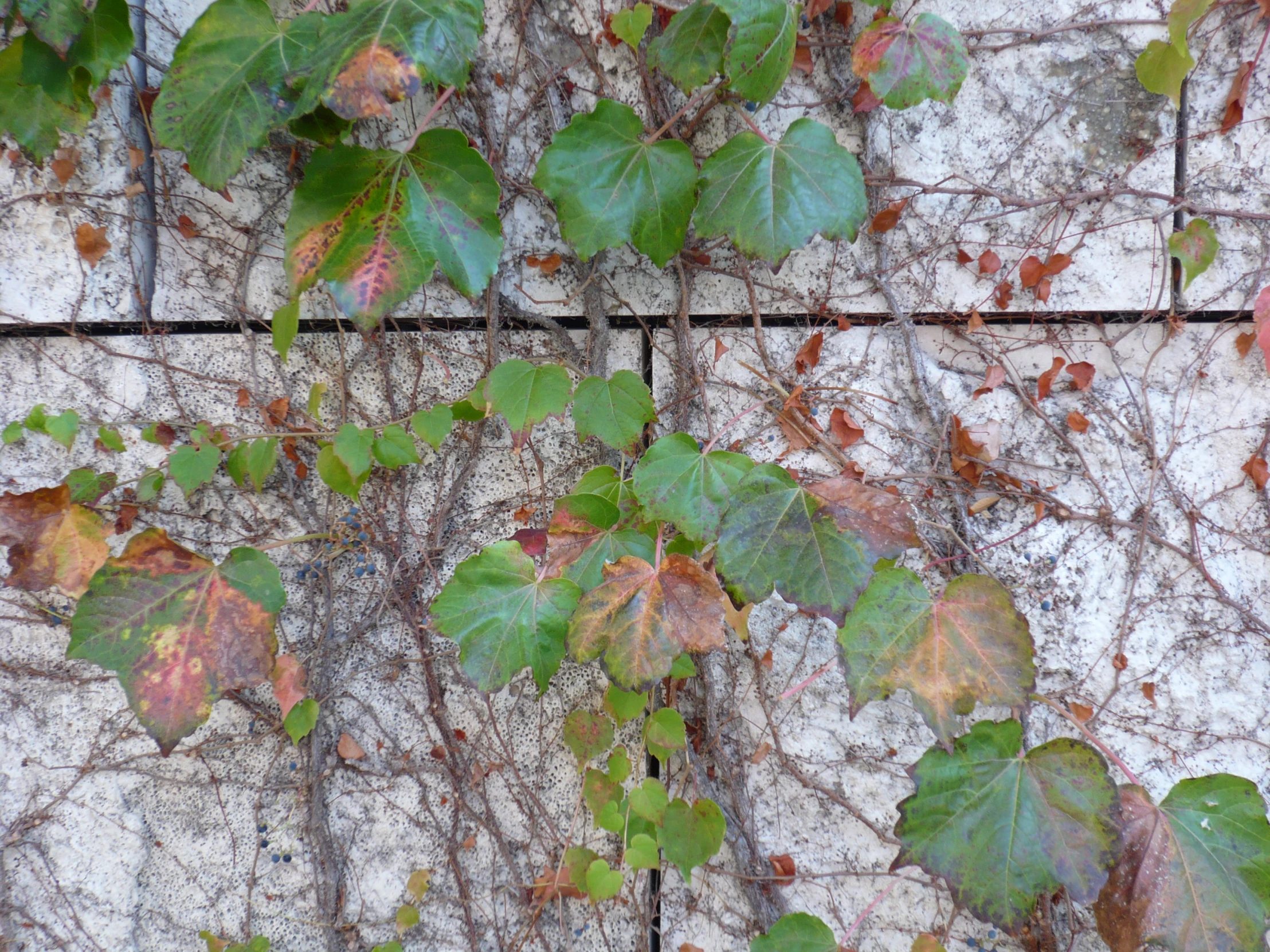 several green and red leaves hang from a brick wall