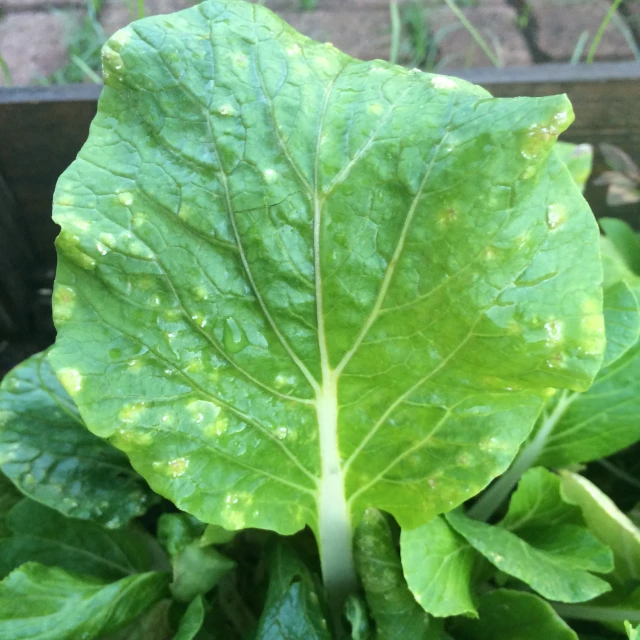 the close up view of a green leaf