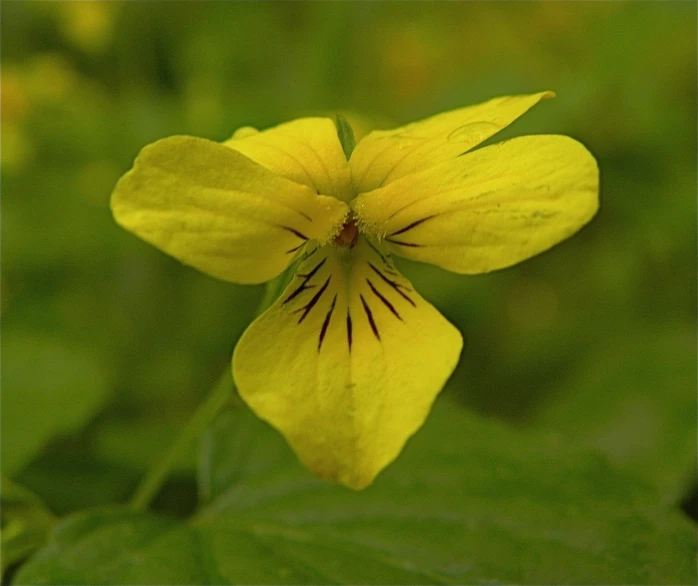 a yellow flower with black spots on its petals