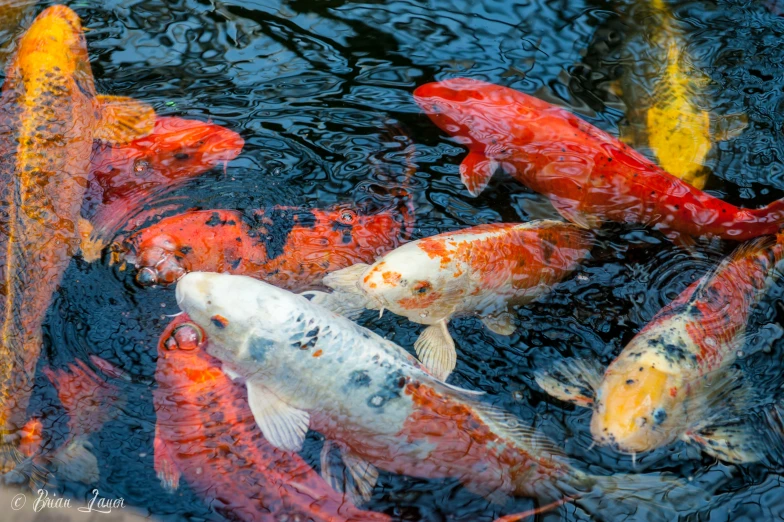 a number of fish in a pond near one another