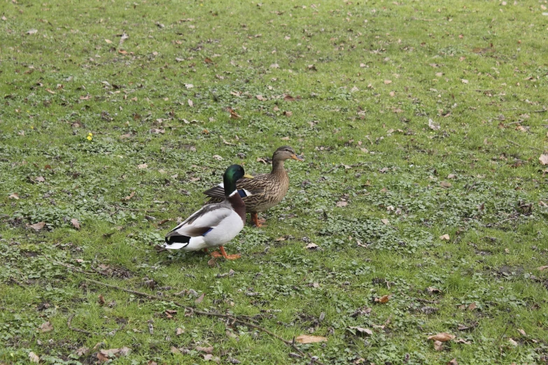 two ducks standing on top of grass covered field