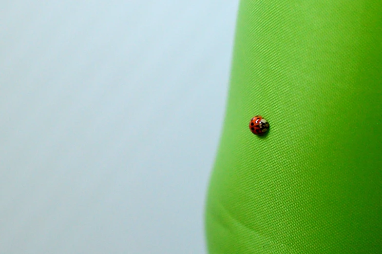 a ladybug sitting on a green shirt and white background