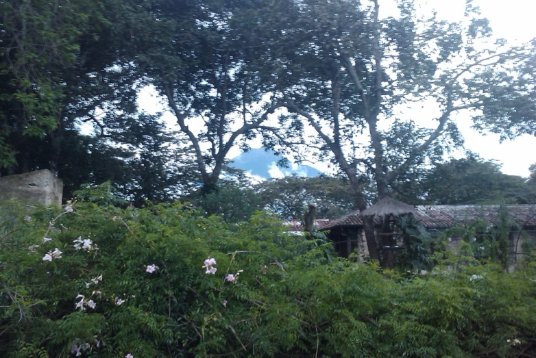 the house on the corner of the trees is surrounded by bushes and flowers