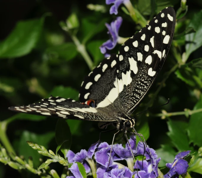 the erfly is black and white and has white dots on its wings