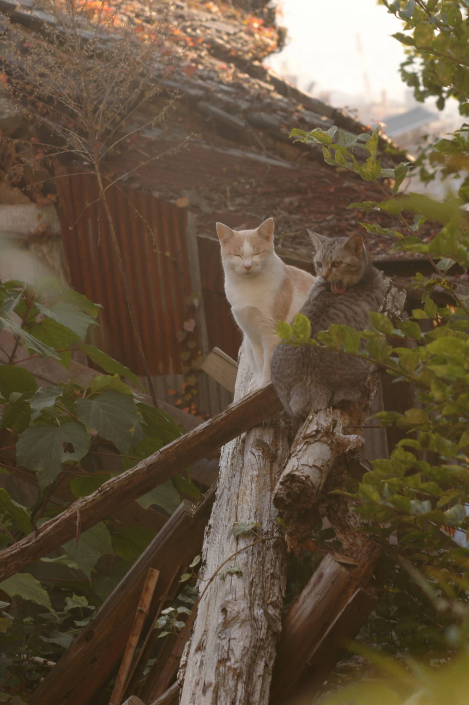 two cats sit on top of a piece of wood