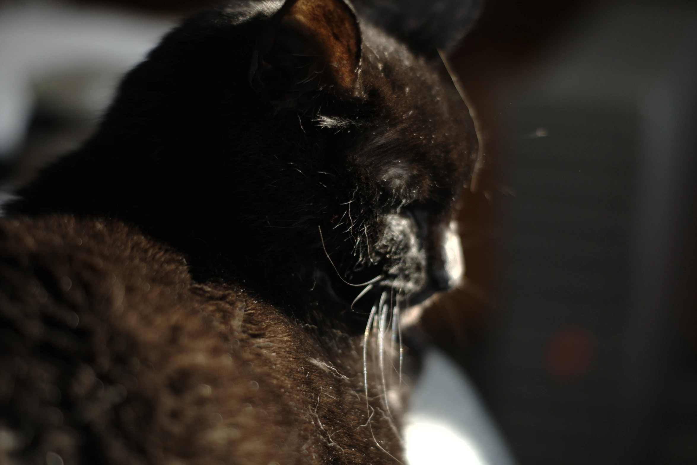 black cat resting in bed during the day