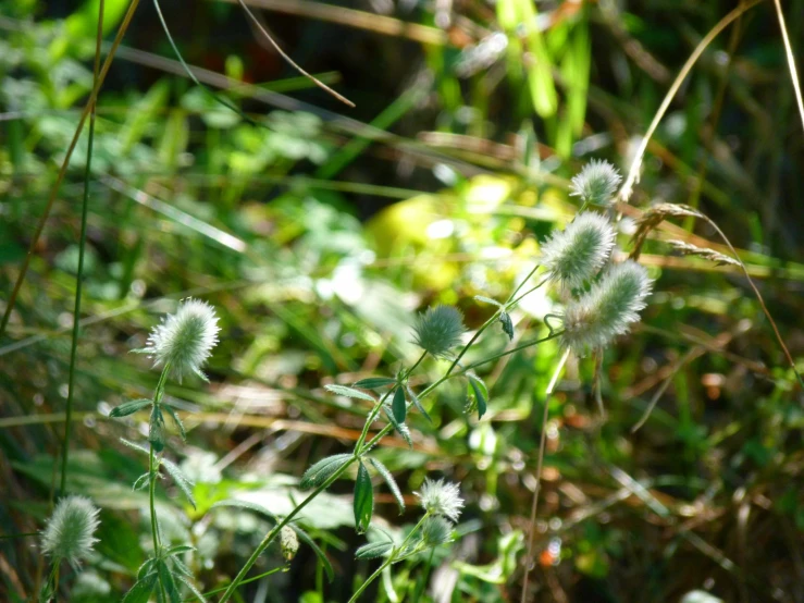 a field with many white flowers growing in the grass