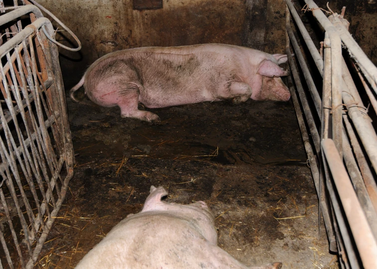 pigs sleeping in their pens inside a barn