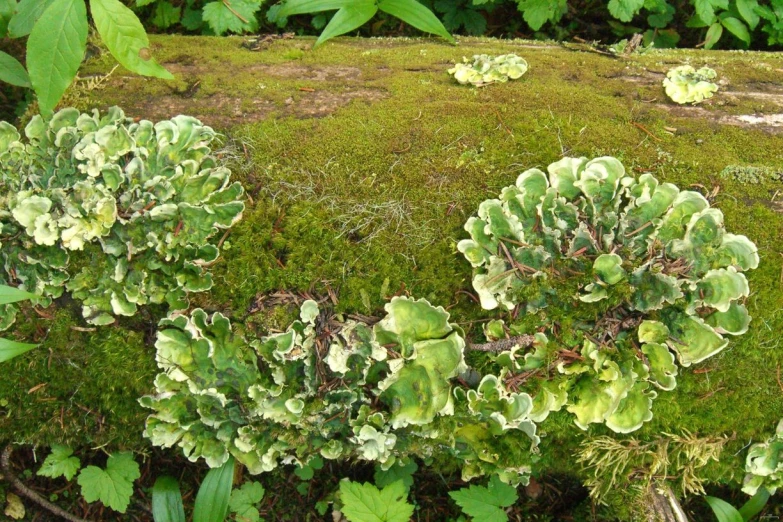 plant life is shown on a mossy surface
