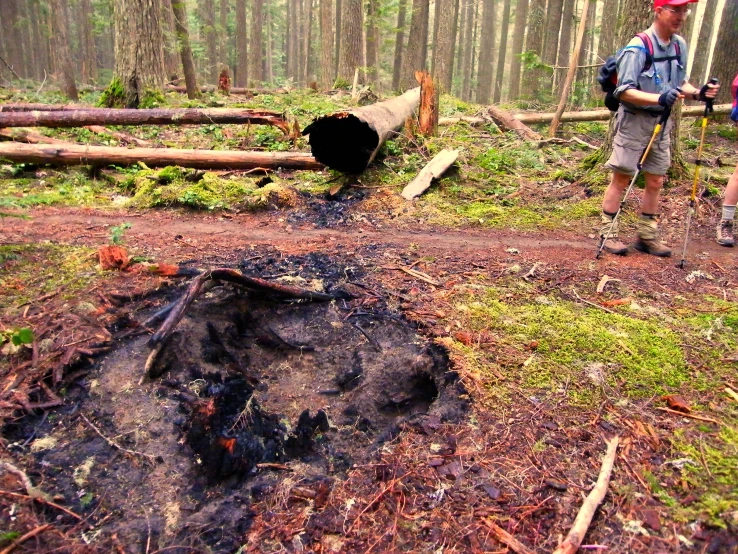 some guys are walking in the woods with sticks