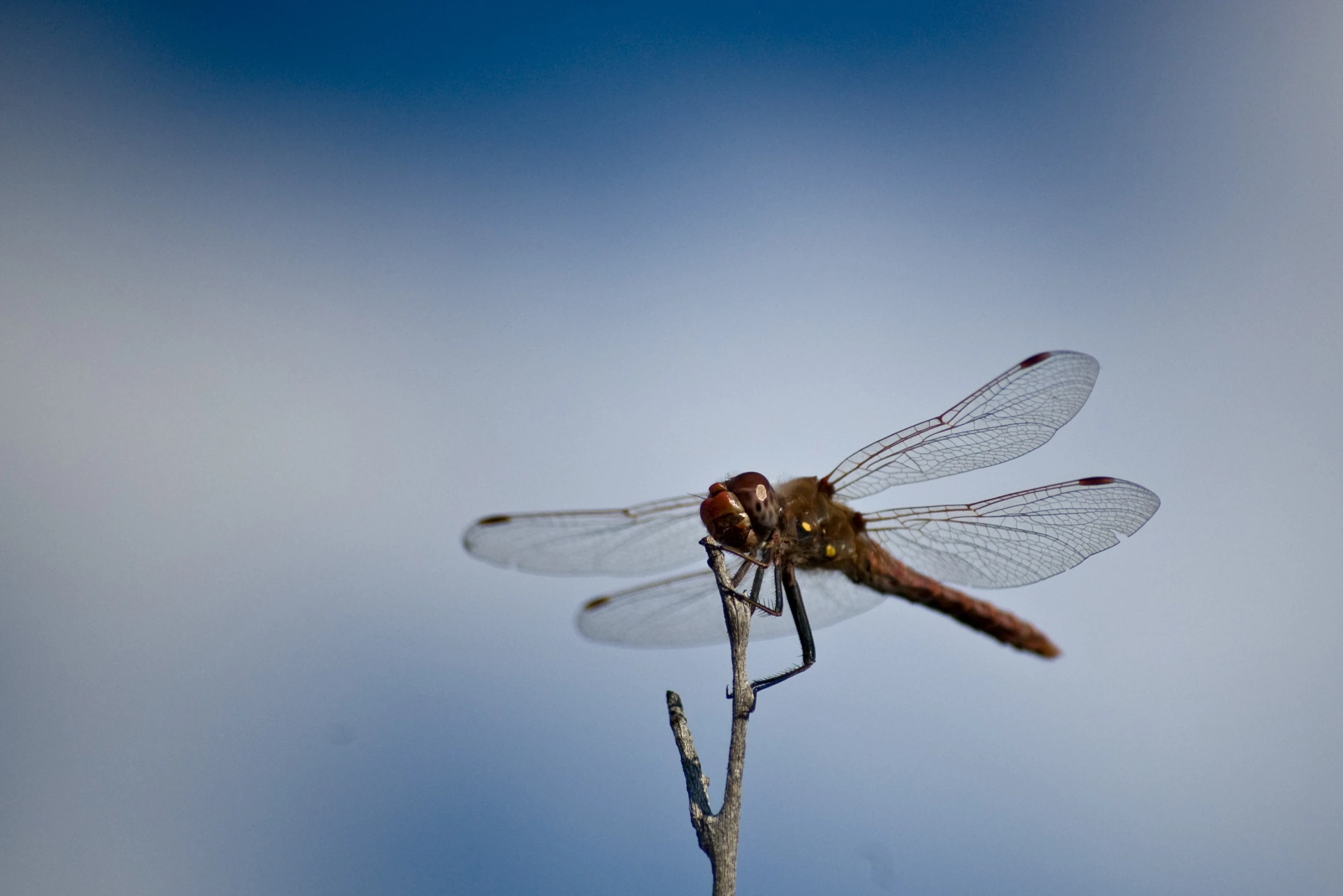 an insect with white wings on a nch