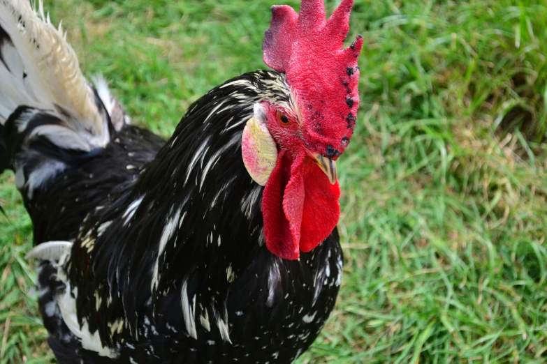 a close up of a rooster with its head out on a lawn