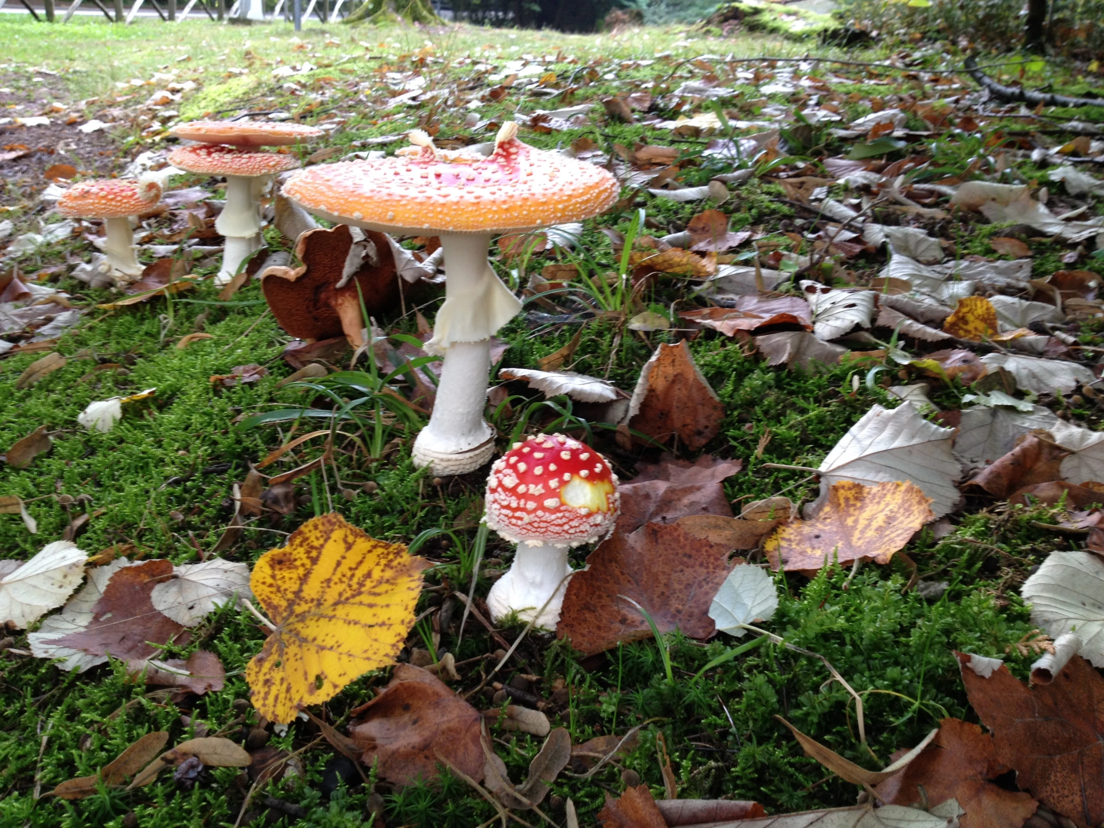 a group of mushrooms sitting on the ground