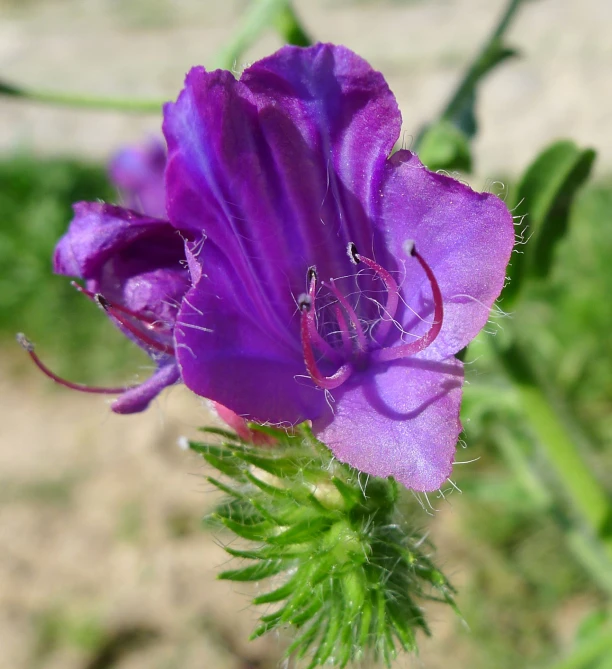 a purple flower in bloom near a sandy area