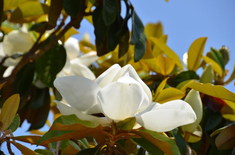 the flowers of a tree are white