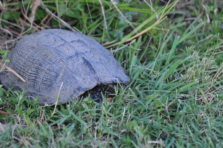 a turtle that is laying down in the grass