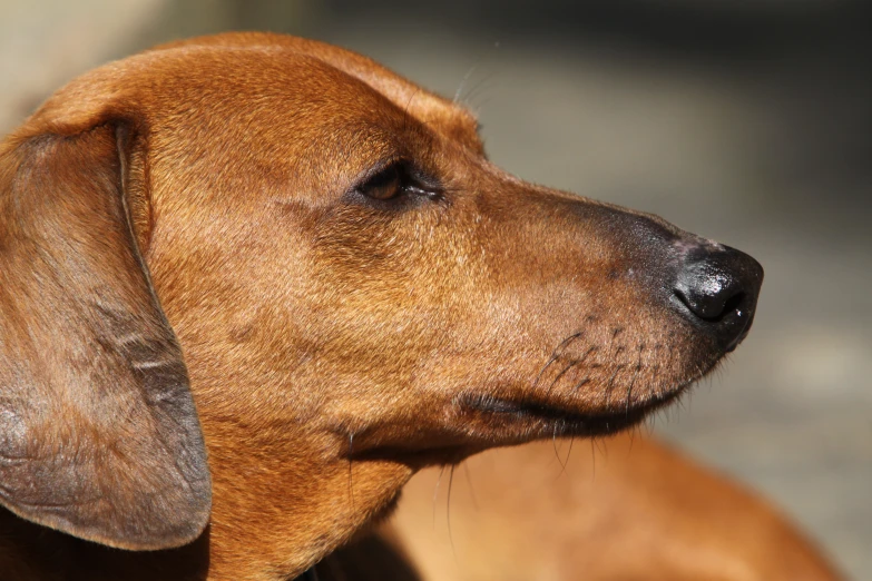 the little dog has very long ears