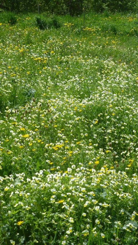 a field full of grass and lots of wild flowers