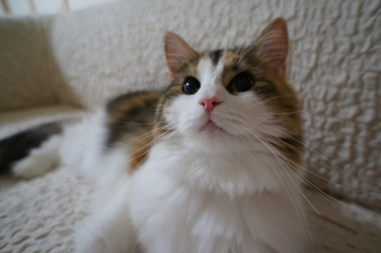 a close up of a cat lying on top of a bed