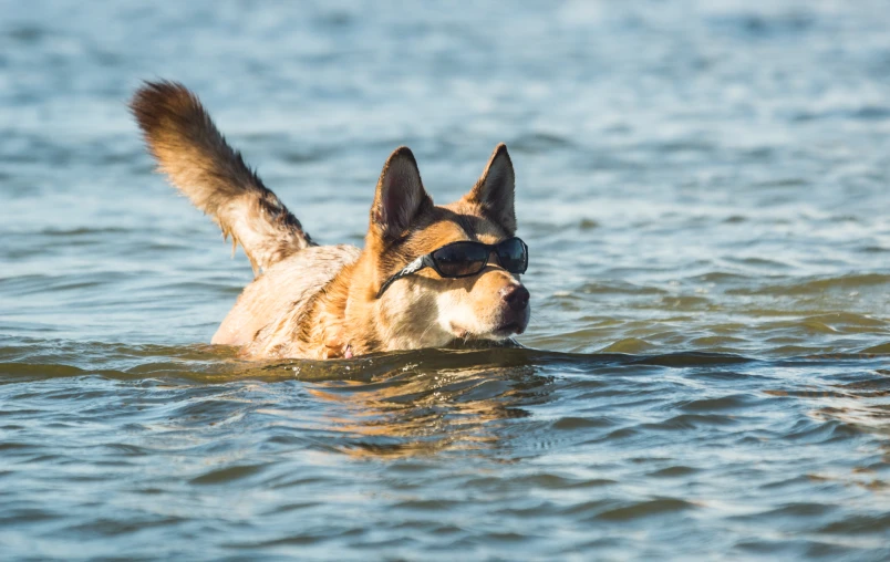 a brown and white dog swimming in some water