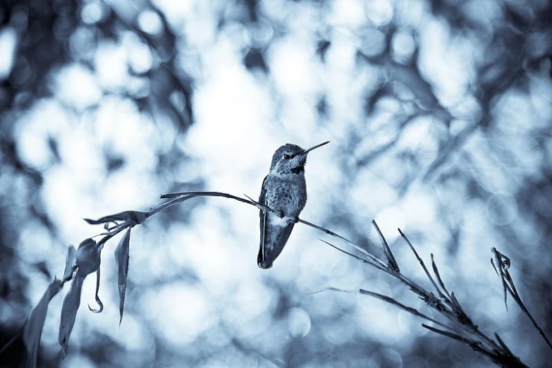 a bird sitting on top of a small tree nch