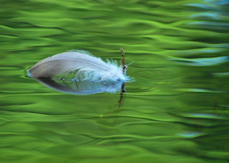 a bird's feather floating in a body of water