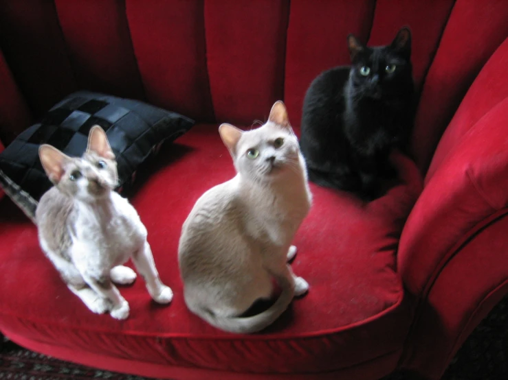 three cats sitting together on top of a red chair