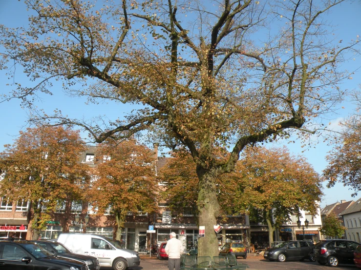 trees in a small parking lot next to buildings