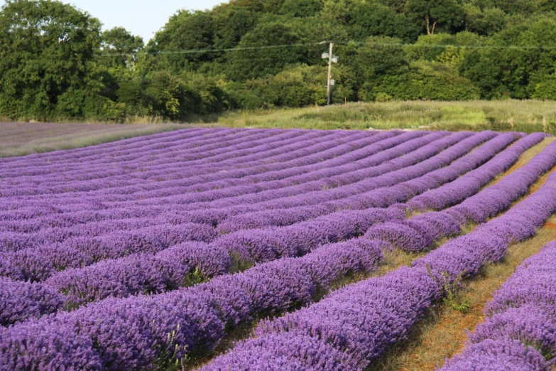 a field full of purple lavender flowers with green trees in the background