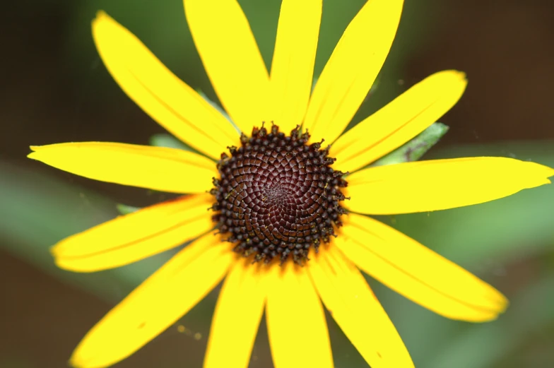 closeup of a flower that is yellow and has very brown center