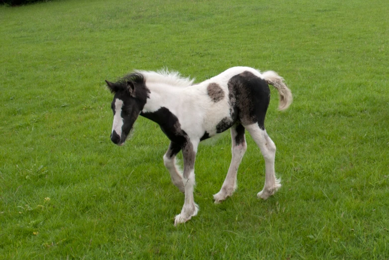 black and white miniature horse in green grassy area