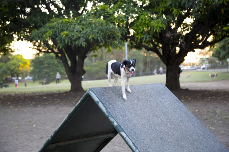 a small dog stands on top of a piece of material